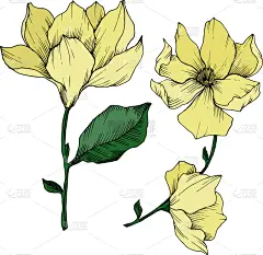 玉兰类,植物学,黑色,壁纸,植物群,春天,乡村风格,花,剪影