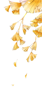 秋天的银杏叶透明装饰素材 (650×1465)
