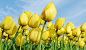 General 2930x1700 yellow flowers flowers plants tulips