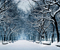 雪中树：冬日的沉思…【极品美图】