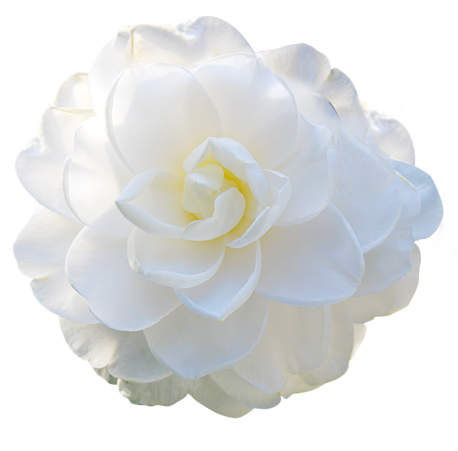 山茶花Lily2