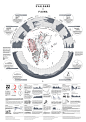 Svalbard Infographics : A visual mapping of the Fauna + Flora in  the Arctic region of Svalbard.