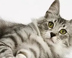 萌猫高清电脑壁纸_百度图片搜索