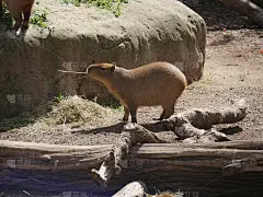 水豚吃草_5255469099