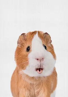 萌你一脸的可爱小动物摄影作品