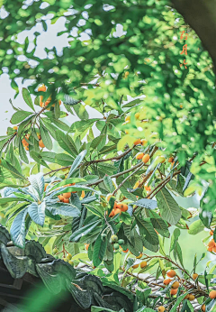 蓝雨771983采集到动植物摄影