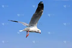 天空,鸟类,蓝色,机敏,风,水平画幅,优美,动物身体部位,夏天,活力
