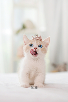 摆烂了采集到猫和模特