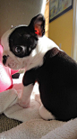 Baby Boston Terriers!! | Boston Terriers | Pinterest