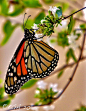 Dynamic Duo : Close-up Macro of the beautiful Monarchs.