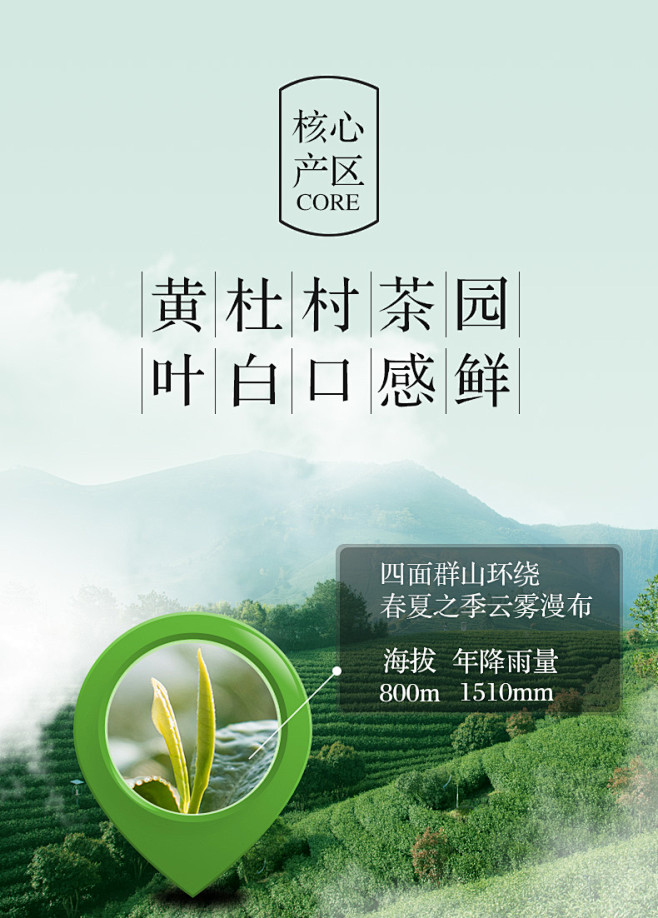 茶殿安吉白茶叶 2019特级新茶绿茶茶叶...