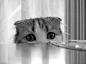 治愈心灵的小猫咪 - lomo唯美图片_lomo风格_yidodo.net - 意兜兜