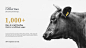 Black All｜和牛品牌设计-古田路9号-品牌创意/版权保护平台