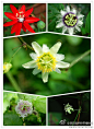  西番莲属植物 左上：红花西番莲Passiflora coccinea Aubl. 右上：百香果（西番莲）Passiflora edulis Sims 中间：双花西番莲Passiflora biflora Lam. 左下：龙珠果Passiflora foetida L. 右下：三角叶西番莲Passiflora suberosa L (687×942)