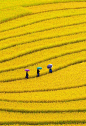 Yellow Field, Vietnam ♥✫✫❤️ *•. ❁.•*❥●♆● ❁ ڿڰۣ❁ La-la-la Bonne vie ♡❃∘✤ ॐ♥⭐▾๑ ♡༺✿ ♡·✳︎·❀‿ ❀♥❃ ~*~ SAT May 14th, 2016 ✨ ✤ॐ ✧⚜✧ ❦♥⭐♢∘❃♦♡❊ ~*~ Have a Nice Day ❊ღ༺ ✿♡♥♫~*~ ♪ ♥❁●♆●✫✫ ஜℓvஜ