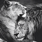 (59) lion love | Tumblr