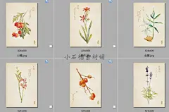 手绘水草本草中草药植物花卉图鉴说明书手册JPG设计图片jpg76-淘宝网