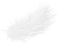 白色羽毛鸭毛羽绒服毛飘落的羽毛-90设计