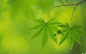精品绿色植物壁纸 2560x1600 酷素材----为您搜集最有效的设计类素材