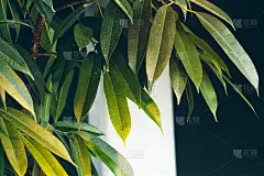 白色墙壁上绿色室内植物、室内装饰合拍