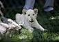 美赌城将展出三只白狮幼兽 濒临灭绝的珍稀动物