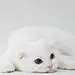 猫咪 壁纸
