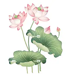 荷花荷叶荷塘唯美插画手绘