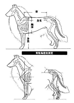 八火鸟采集到动物画法