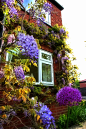 紫藤装修的房子。斯托克波特，大曼彻斯特地区，英格兰