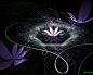 梦幻之花