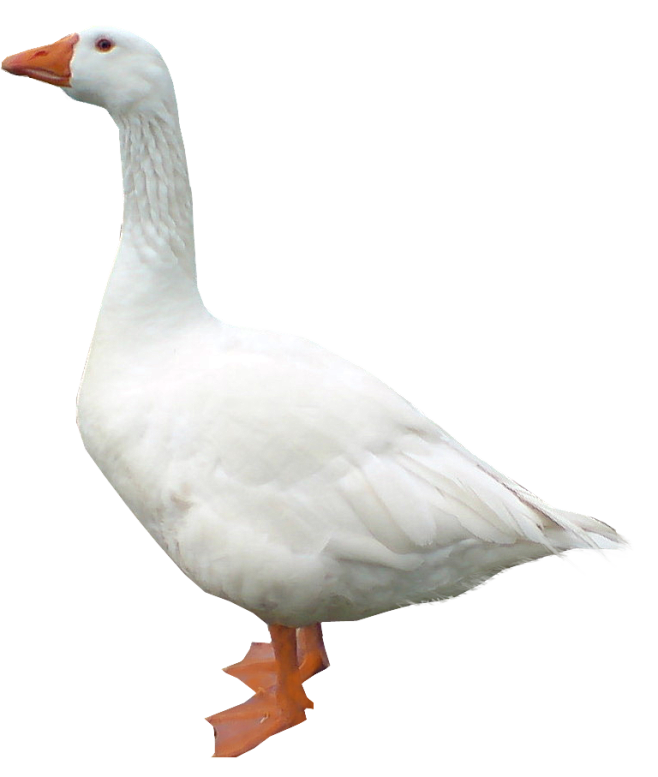鹅