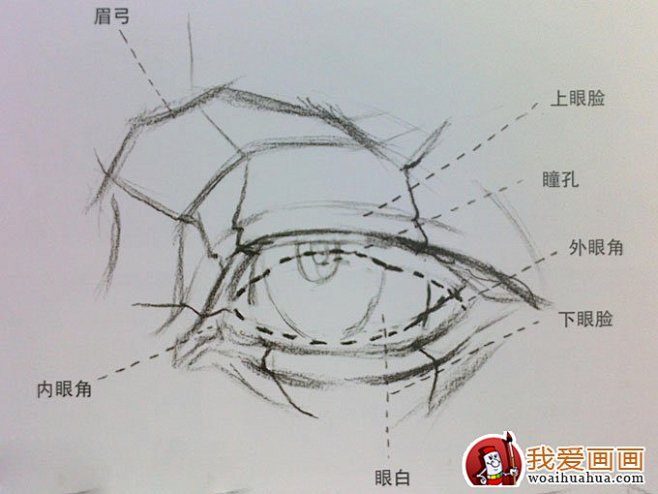 素描眼睛结构解析及写生图文步骤