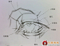 素描眼睛结构解析及写生图文步骤