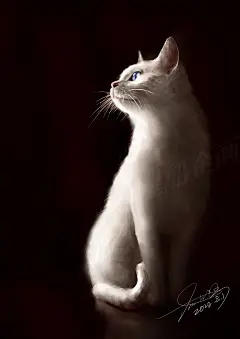 猫5