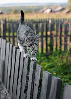 易千禧采集到猫狗动物