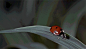 phototoartguy:

Ladybug In A Rainstorm