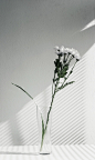 white petaled flower centerpiece