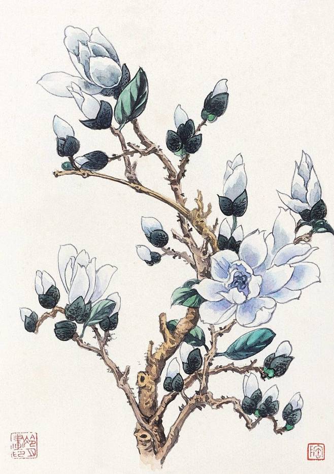 玉兰花工笔花卉蓝色