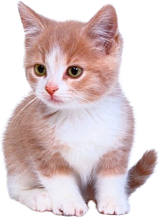 小猫可爱小猫咪海报素材背景图片png元素