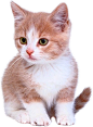 小猫可爱小猫咪海报素材背景图片png元素
