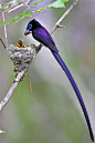 紫寿带鸟