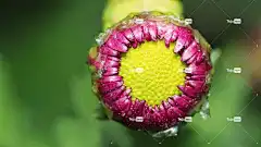 自然 花卉 花壁纸 夏天 美丽的花朵 花卉背景 植物 没有一个人