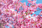 Hoa Anh Đào (Cherry Blossoms, Tokyo) by Ồ studio  www.opro.vn on 500px