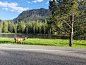 Elk_at_Yellowstone_National_Park