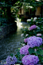 Hydrangea, Takase River, Kyoto, Japan