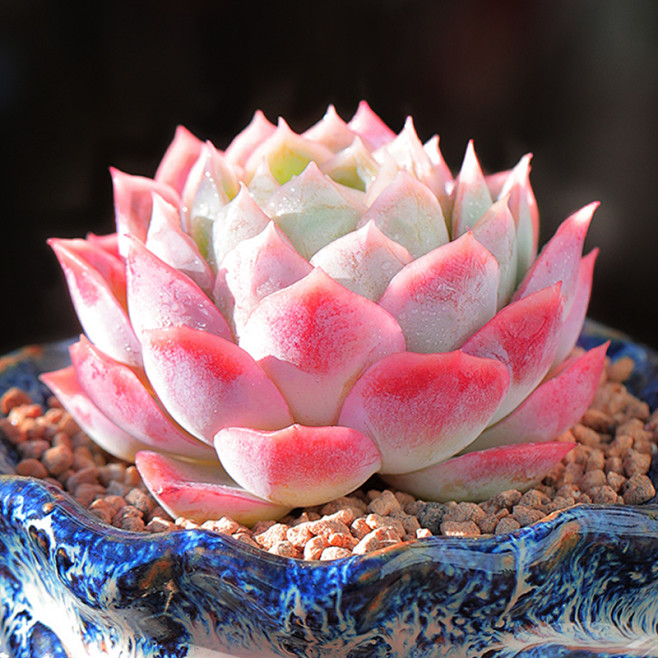 粉雪多肉植物新款室内盆栽好养超大贵货稀有品种拼盘组合好养多肉t