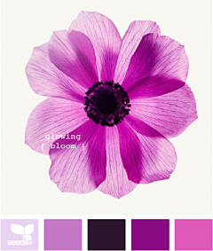 箫澜采集到色彩搭配-紫色
