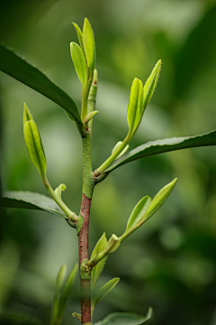 鱼多多hlu采集到茶树照片素材