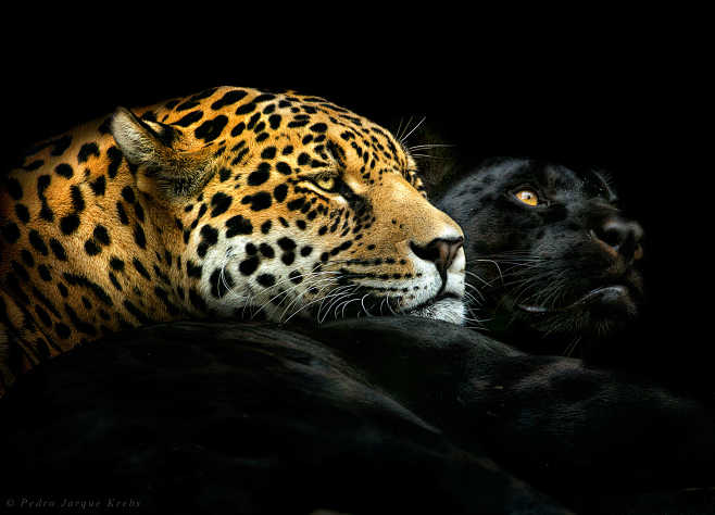 Ebony and Ivory