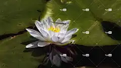 水 花壁纸 荷花 独独黄 莲花 流动 花卉背景 狂欢 美丽的花朵